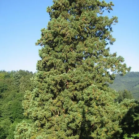 Le Relais Du Gensbourg Oberhaslach